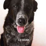 Dogs Catahoula Leopard Border Collie Mix